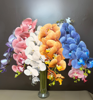 Vestacka grana phalaenopsis-a