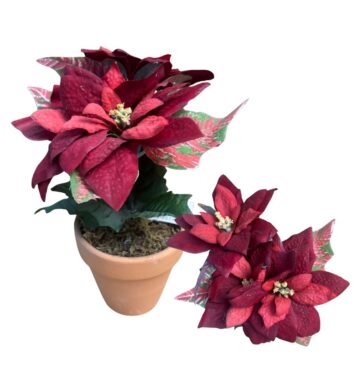 Vestacka bozicna zvezda